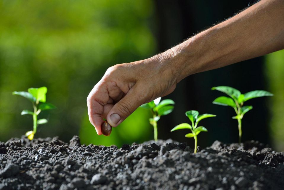 planting seeds for tomorrow's success